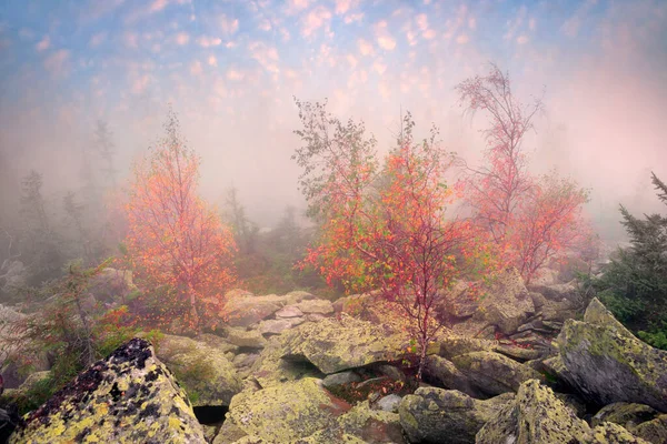 Sulla Cima Una Montagna Nei Carpazi Ucraina Betulla Foresta Conifere — Foto Stock