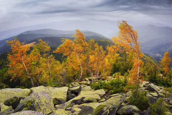 Осень Скалистых Горах Яркий Золотистый Цвет Берез Над Валунами Покрытыми — стоковое фото