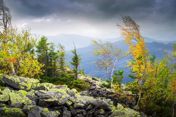 Herbst Den Felsigen Bergen Die Helle Goldene Farbe Der Birken — Stockfoto