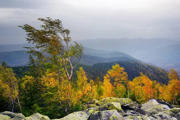 Herbst Den Felsigen Bergen Die Helle Goldene Farbe Der Birken — Stockfoto