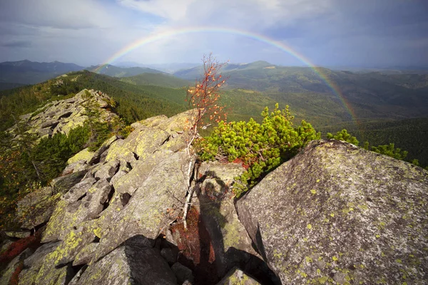 Regenboog Herfst Rocky Mountains Schilderachtig Berken Dennenbos Regen Storm Karpaten — Stockfoto