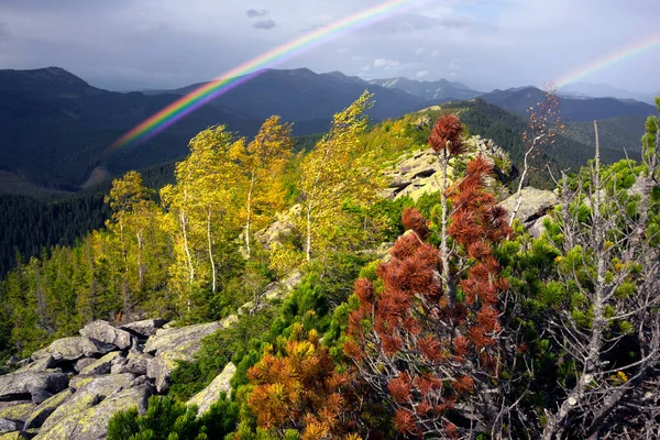 Herbst Den Felsigen Bergen Die Helle Goldene Farbe Der Birken — Stockfoto