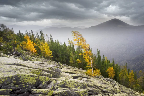 Herbst Den Felsigen Bergen Die Helle Goldene Farbe Der Birken — Stockfoto