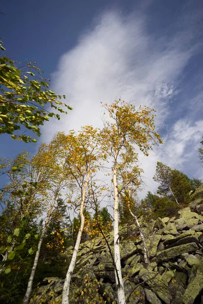 Autumn Rocky Mountains Bright Golden Color Birches Boulders Covered Yellow — Stock fotografie