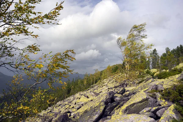 Autumn Rocky Mountains Bright Golden Color Birches Boulders Covered Yellow — Fotografia de Stock