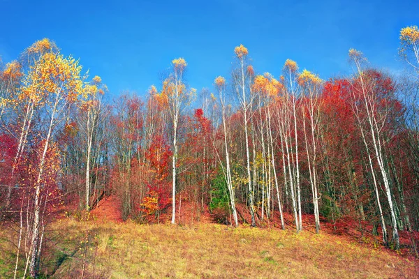 가을에는 스위스 알프스산맥의 지대에 자작나무 기후를 있습니다 떨어지고 줄기는 하늘의 — 스톡 사진