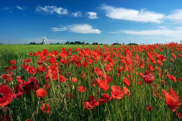 Field Wild Red Poppies French Province Beautiful Flowers Wonderful Country — Stock Photo, Image
