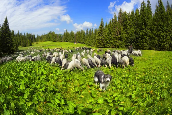 Ovce Psi Stádo Míjí Tábor Bivaku Stan Horolezců Turistů Okolí — Stock fotografie