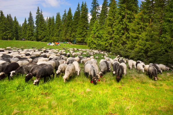 Egy Utazó Kárpátok Ukrajna Találkozik Vadon Élő Erdők Zöld Füvek — Stock Fotó