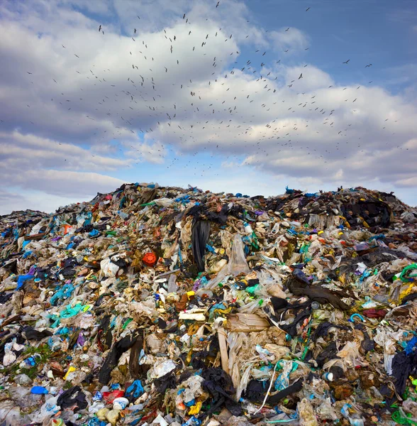 一群巨大的垃圾鸟 焦急地挤在一起 有组织地迅速飞越天空 在一个巨大的垃圾填埋场的背景下做着机动动作 — 图库照片