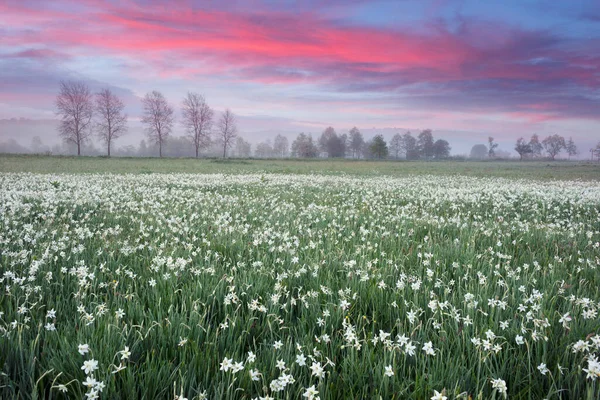 Champ Narcisse Transcarpathie Ukraine Près Ville Khust Dans Les Environs — Photo