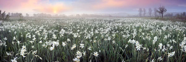 Champ Narcisse Transcarpathie Ukraine Près Ville Khust Dans Les Environs — Photo