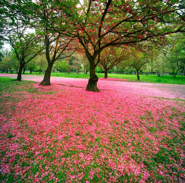 May Sakura Transcarpathia Ukraine City Mukachevo Beautiful Delicate Pink Flowers — Stock Photo, Image