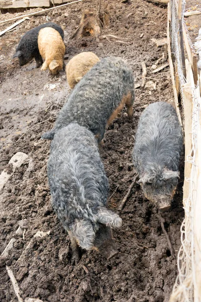 Rare Breed Pigs Whose Curly Wool Similar Sheep Rams Mangalitskaya — Stock Photo, Image