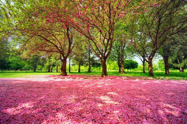 May Sakura Transcarpathia Ukraine City Mukachevo Beautiful Delicate Pink Flowers — Stock Photo, Image