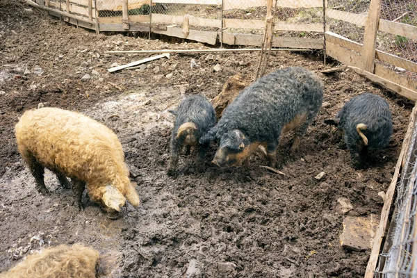 羊毛が羊や羊に似ている珍しい種類の豚 Mangalitskaya品種は ハンガリー スペイン イングランド イギリス およびウクライナのいくつかの地域で普及しています ゴミや肥料で汚れて不衛生なパドックだけど — ストック写真