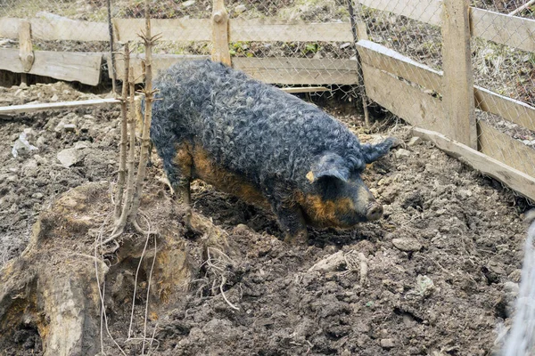 Kıvırcık Yünleri Koyun Koça Benzeyen Nadir Bir Domuz Türü Olan — Stok fotoğraf