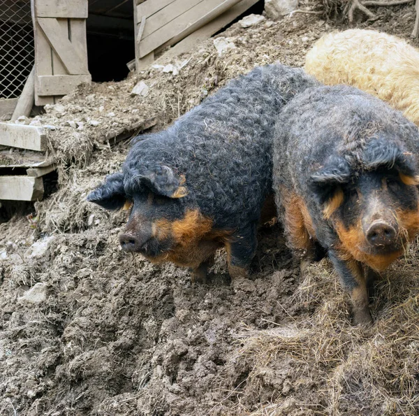 Een Zeldzaam Ras Van Varkens Waarvan Krullende Wol Vergelijkbaar Met — Stockfoto