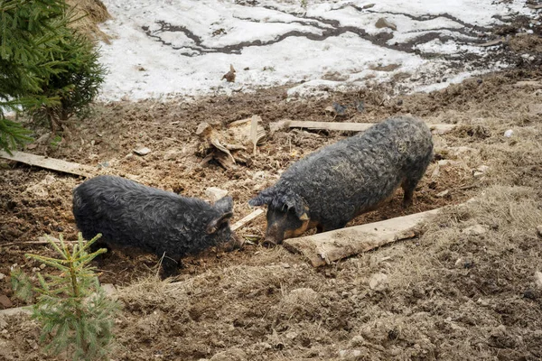 Rzadki Rasa Świnia Czyj Kręcony Wełna Podobny Owca Baran Rasa — Zdjęcie stockowe