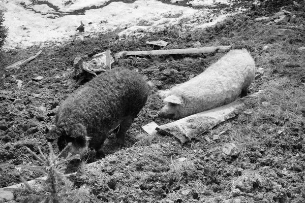 Kıvırcık Yünleri Koyun Koça Benzeyen Nadir Bir Domuz Türü Olan — Stok fotoğraf