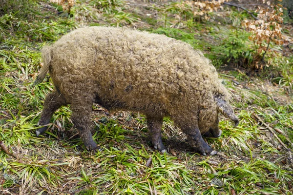 Una Rara Raza Cerdos Cuya Lana Rizada Similar Las Ovejas — Foto de Stock