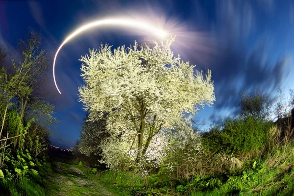 Foto Aérea Noite Com Drone Voa Círculo Torno Uma Árvore — Fotografia de Stock
