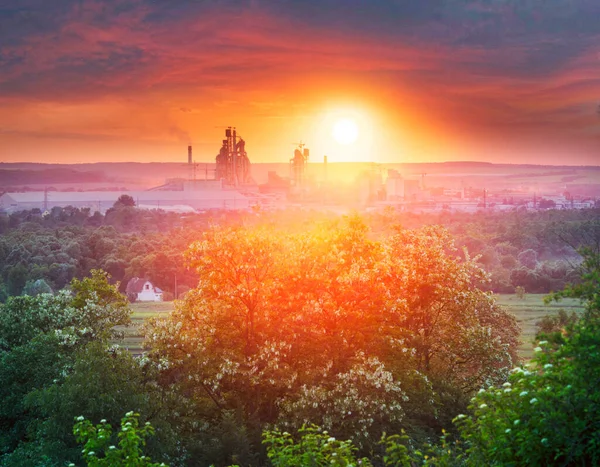 Zonsondergang Van Zon Prachtige Fabriek Onder Rode Wolken Acacia Bloeit — Stockfoto