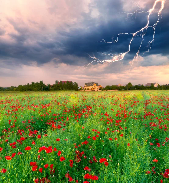 Eastern Europe Ukraine Colorful Bright Poppy Wild Fields Carpathians Sunset — Stock Photo, Image
