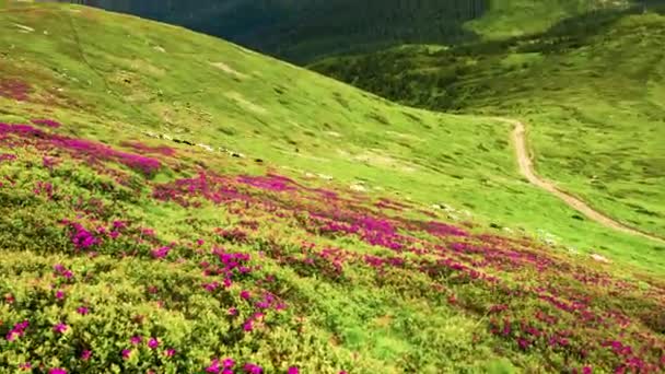 Ukrayna Nın Karpatlar Şehrindeki Güzel Pembe Bir Rhododendron Tarlasının Arka — Stok video