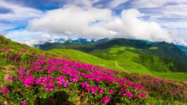 Ovelhas Pastam Contra Pano Fundo Belo Campo Rosa Rododendros Florescendo — Vídeo de Stock