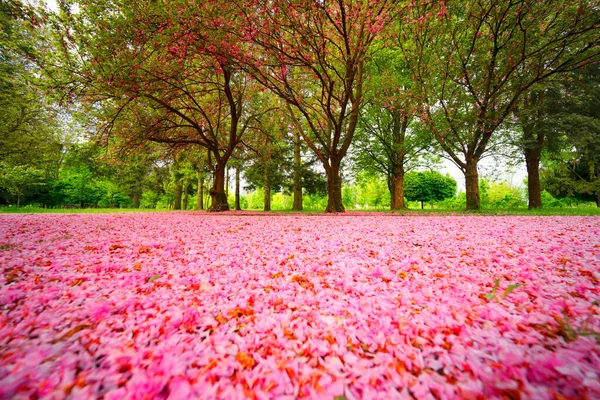 乌克兰外喀尔巴阡山 穆卡切沃市附近 美丽精致的粉色花朵在黎明时分受到了世界各国游客的欢迎 — 图库照片