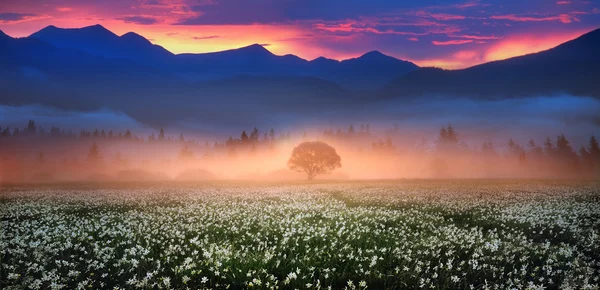 Spring misty Narcissus Valley — Stock Photo, Image