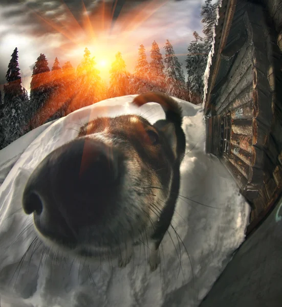 Perro guardián cerca de pabellón de caza de madera — Foto de Stock