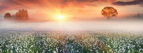 Wilde bloemen narcissen bij zonsopgang — Stockfoto
