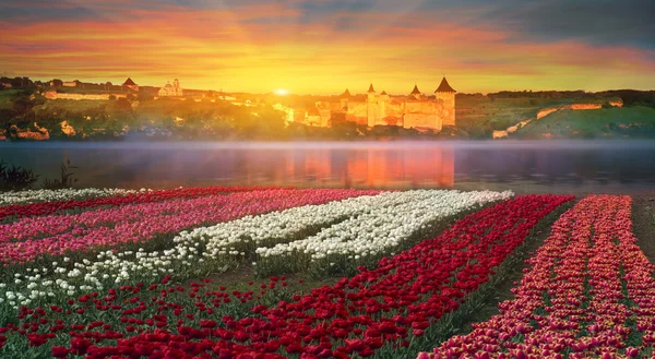 Kvetoucí tulipány při západu slunce — Stock fotografie