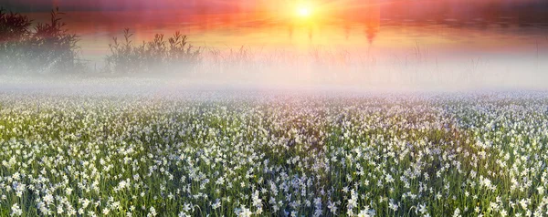 Wildblumen-Narzisse — Stockfoto