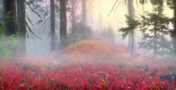 Dimmiga skog i dimma — Stockfoto