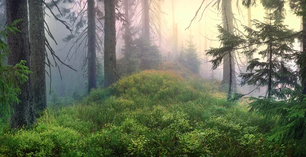 Misty forest in fog — Stock Photo, Image