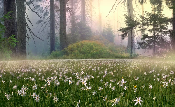 Forêt brumeuse au lever du soleil — Photo