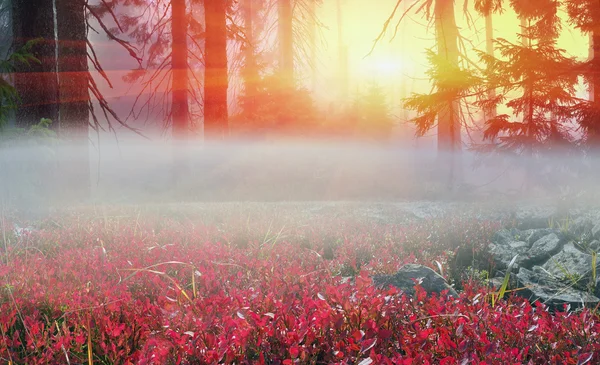 Brouillard dans la forêt d'automne — Photo