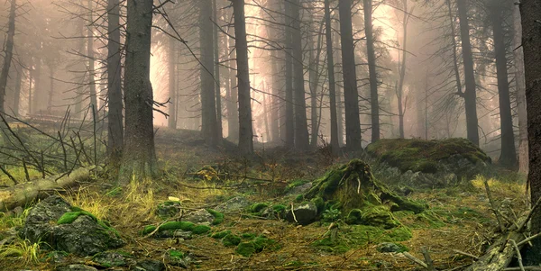 Mglisty las iglasty — Zdjęcie stockowe