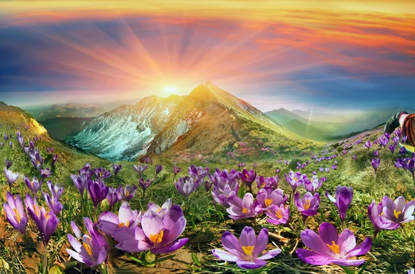 카 르 파 티아 산맥의 아름 다운 크 로커 스 — 스톡 사진