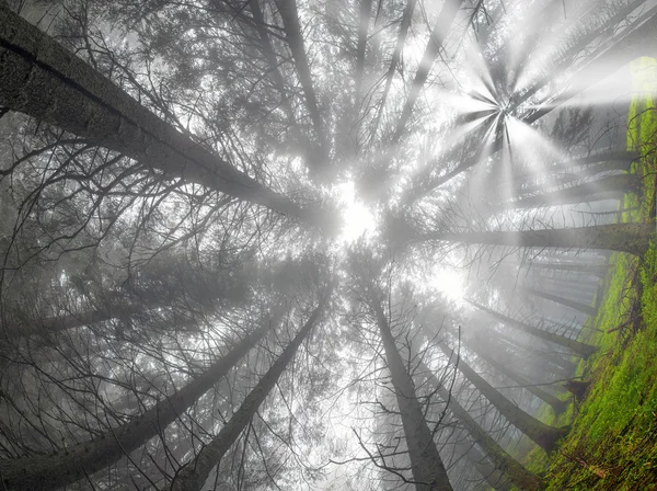 Bosque al amanecer en las montañas Cárpatos — Foto de Stock
