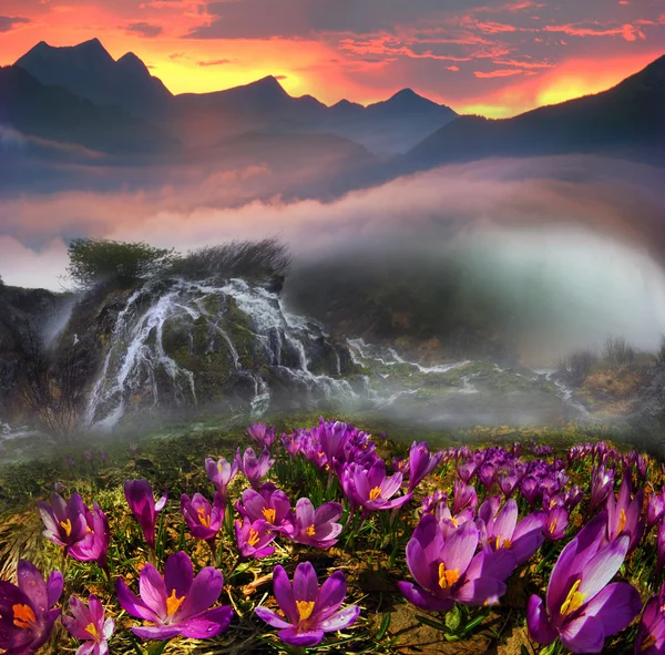 Çiğdemler tarafından kaplı dağları — Stok fotoğraf