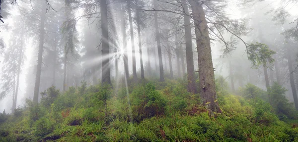 Soluppgång i vackra Karpaterna skog — Stockfoto