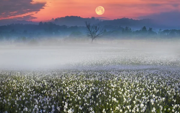 Narcisi selvatici fiori all'alba — Foto Stock