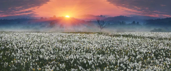 Wild daffodils flowers at sunrise — Stock Photo, Image