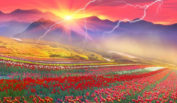 Blooming tulips field in mountains