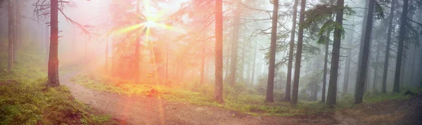 Bosque de los Cárpatos después de lluvia — Foto de Stock