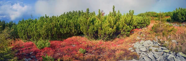 Alpine autumn in Gorgany — Stock Photo, Image